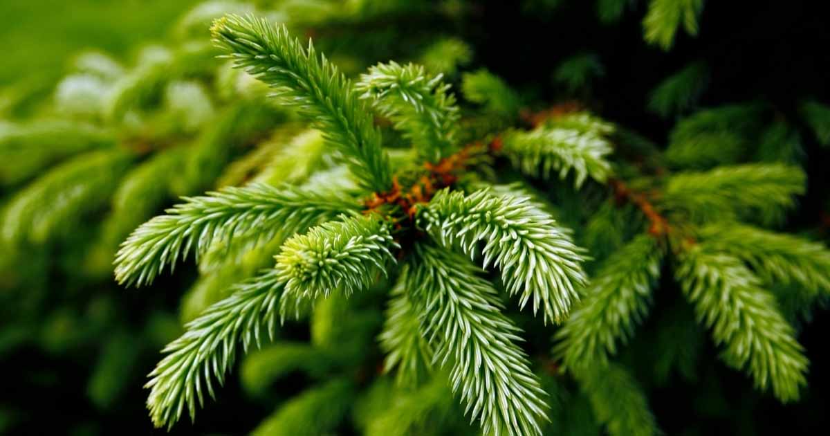38 Different Types of Pine Trees & Their Identifying Features
