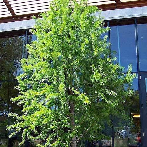 Mini Bald Cypress | GardenersPath.com