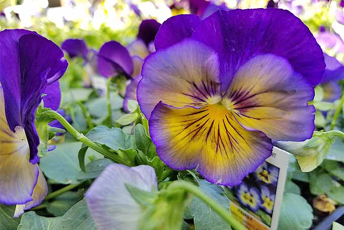 Project Pansy: Cranking Color Up to 11 | GardenersPath.com