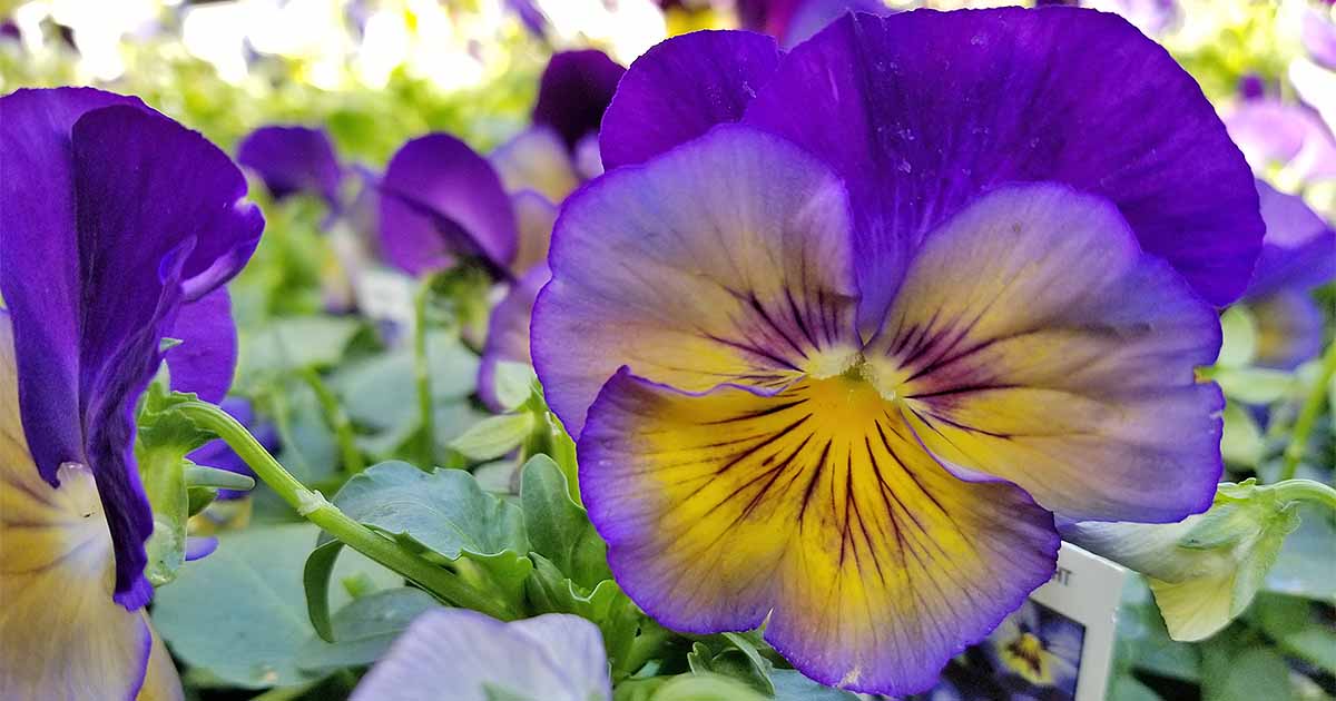 How To Grow Pansies And Violas For Multi Season Color Gardener S Path