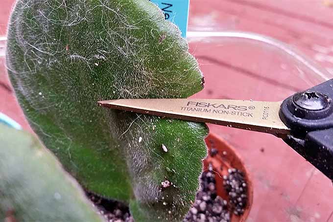 Closeup of using small garden shears to clip an African violet leaf.