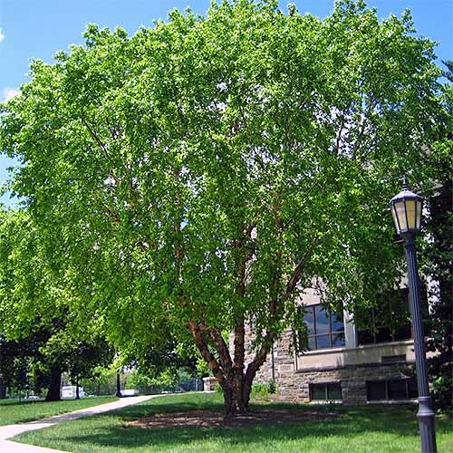 The Best Fast Growing Shade Trees For, Easy Care Landscaping Philadelphia Paint