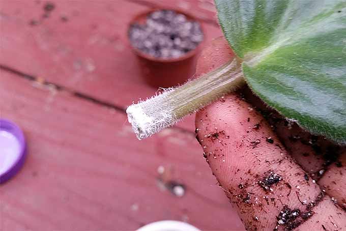 A hand covered in dirt holds an African violet leaf with white powdered rooting hormone on the end of the stem.