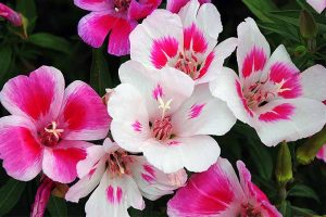 Satin Flowers | GardenersPath.com