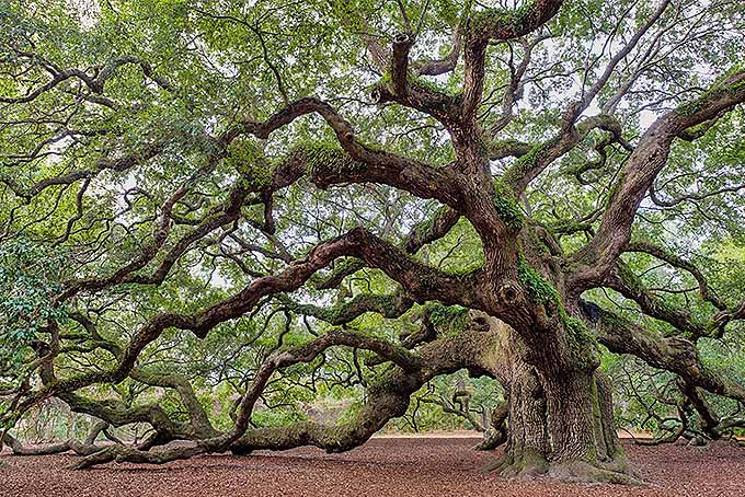 Southern Live Oak (Quercus virginiana) | GardenersPath.com