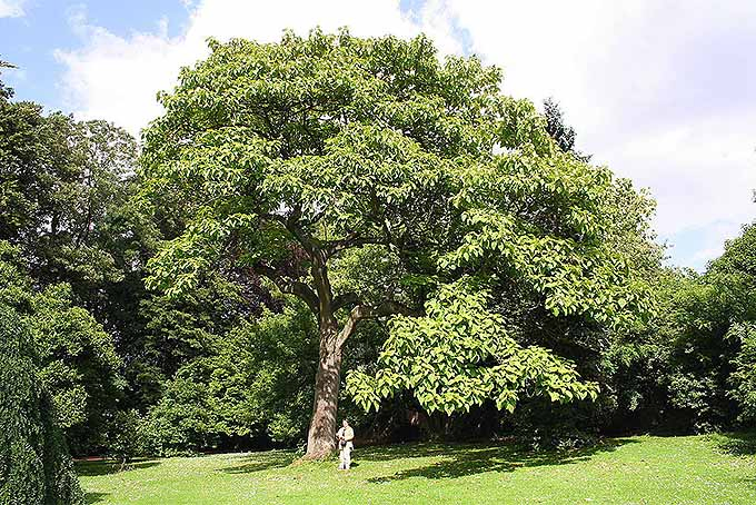 The Best Shade Trees that Grow Quickly | GardenersPath.com
