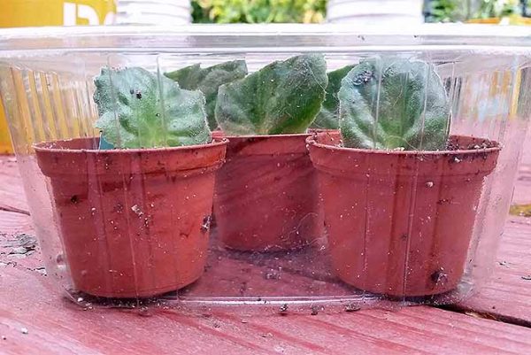 How To Propagate African Violets From Leaf Cuttings Gardeners Path 