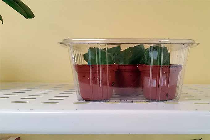 Three small orange plastic pots each containing one Saintpaulia leaf, in a clear plastic takeout container greenhouse on a white plastic shelf.