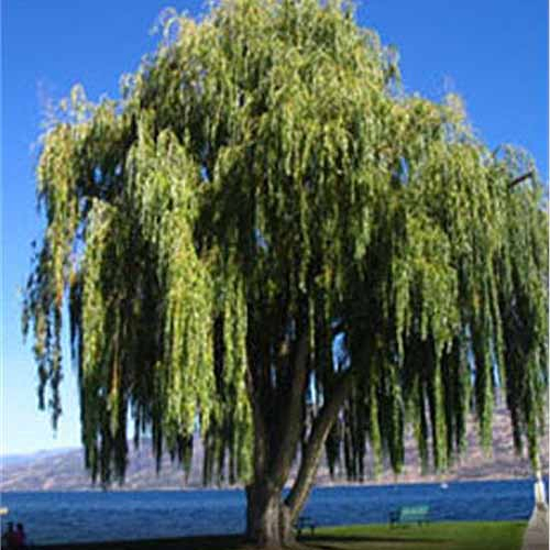 Weeping Willow Tree | GardenersPath.com