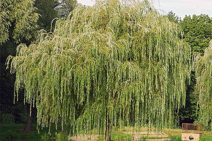Willows Grow Fast and Provide Shade | GardenersPath.com