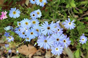 A Gift From Down Under: Swan River Daisy