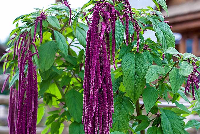 A love lies bleeding plant in full boom with purple trailing flowers.