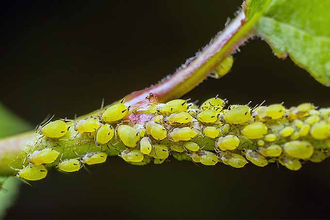 A close up horizontal image of aphids infesting the stem of a plant pictured on a soft focus background.