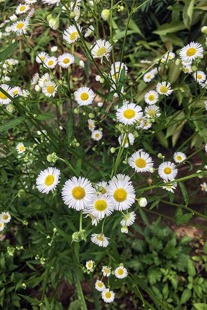 How to Grow Chamomile in Your Herb   Flower Garden   Gardener s Path - 62
