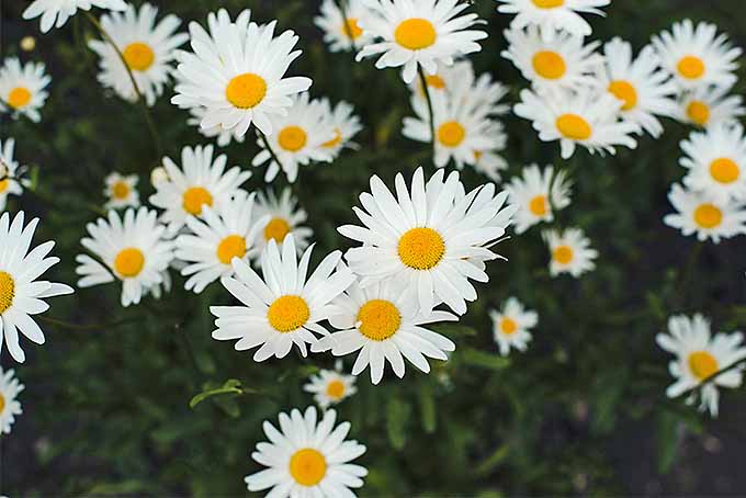 How to Grow Chamomile in Your Herb & Flower Garden | Gardener's Path