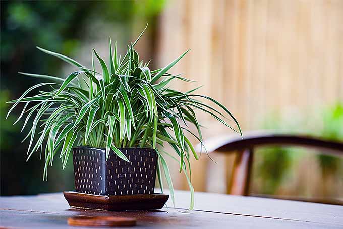Houseplant care and maintenance: