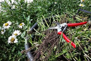 Your Guide to Fall and Spring Perennial Cutbacks and Pruning
