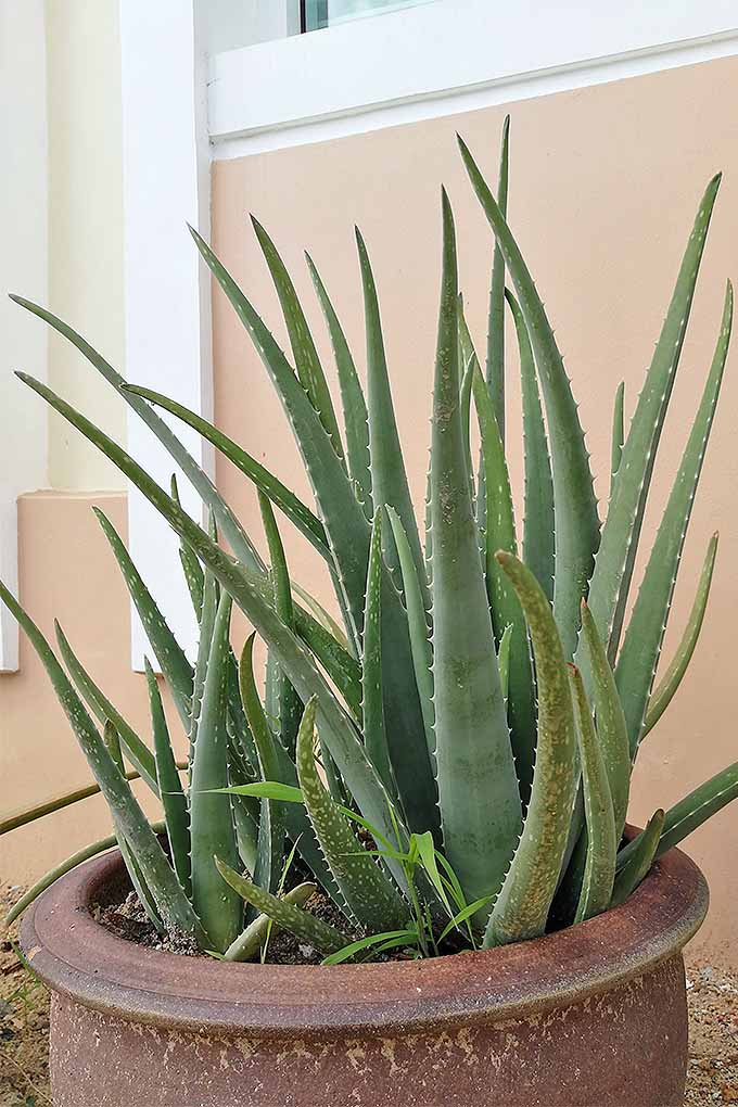 Want to learn how to grow aloe, ponytail palm, dumb cane, rubber plant, and more? With our easy care guide, you'll be a houseplant pro in no time at all: https://gardenerspath.com/how-to/indoor-gardening/houseplant-care-primer/