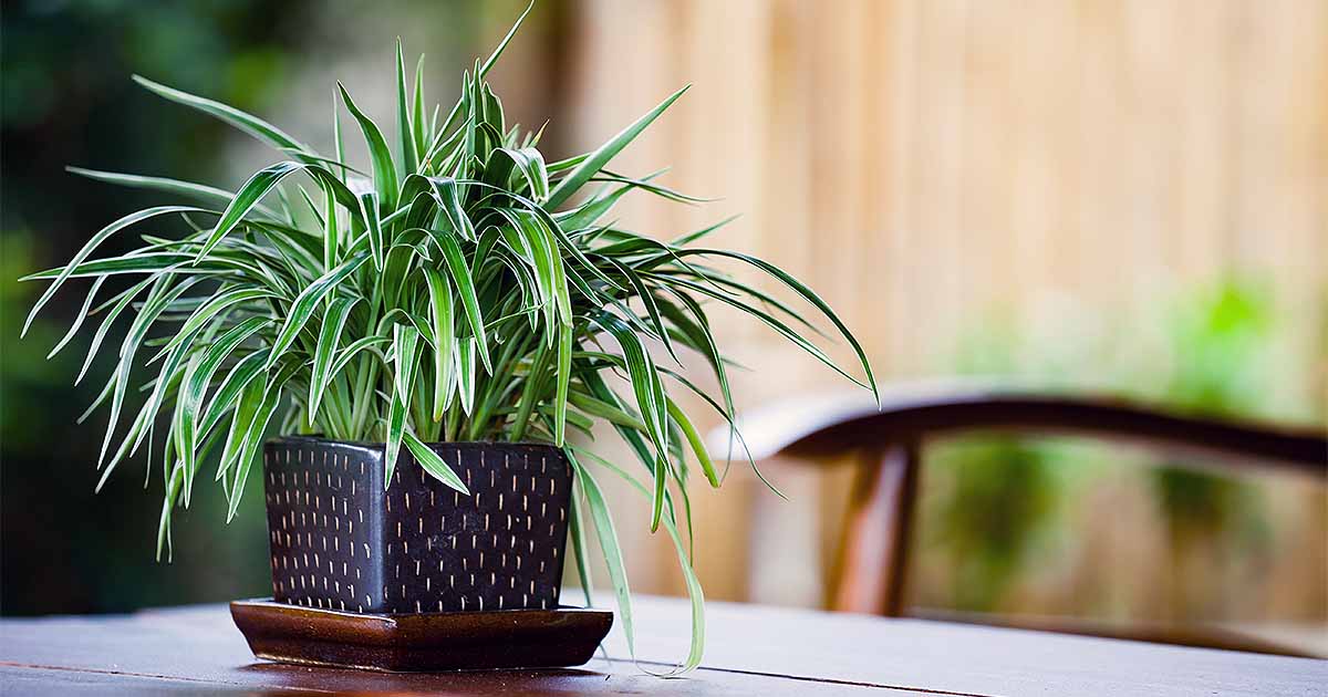 Indoor plants selection and care