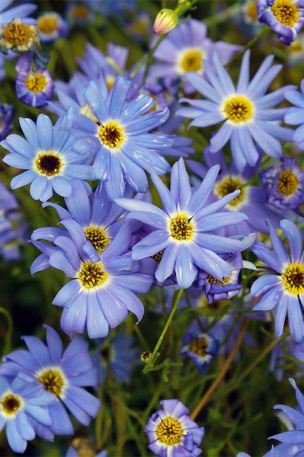How To Grow Swan River Daisy B Iberidifolia Gardener s Path
