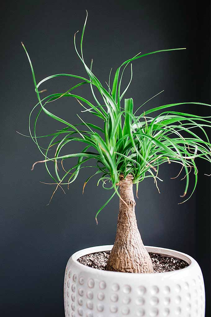 Ponytail palm is easy to grown, even for the black-thumbed among us. Read more now or Pin It for later: https://gardenerspath.com/how-to/indoor-gardening/houseplant-care-primer/
