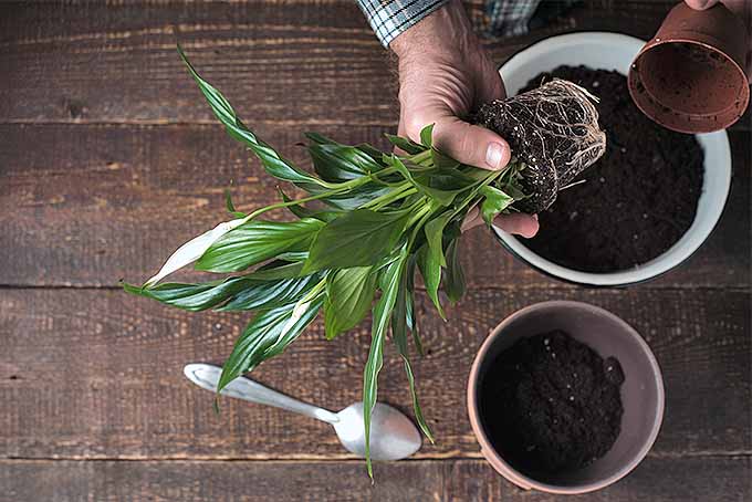 Repotting a root bound peace lily | GardenersPath.com