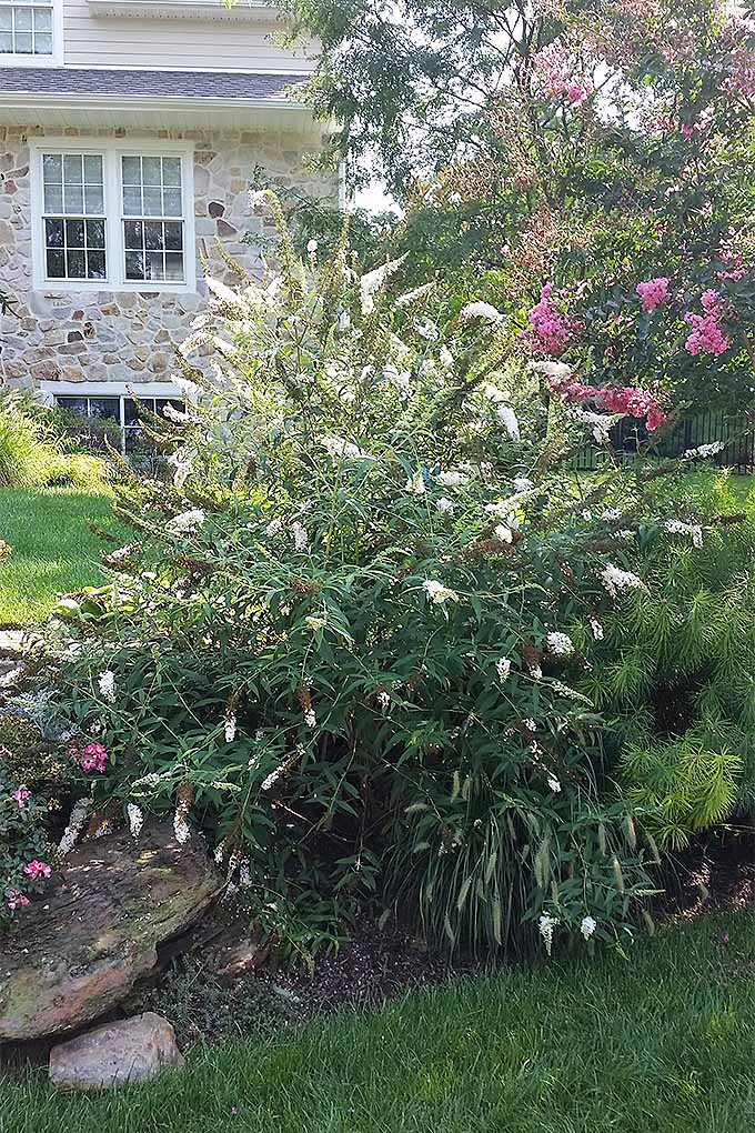 Not sure if your butterfly bush should be trimmed back in the spring or fall? Our guide to perennial cutbacks is here to help: https://gardenerspath.com/how-to/pruning/fall-spring-perennial-cutbacks/