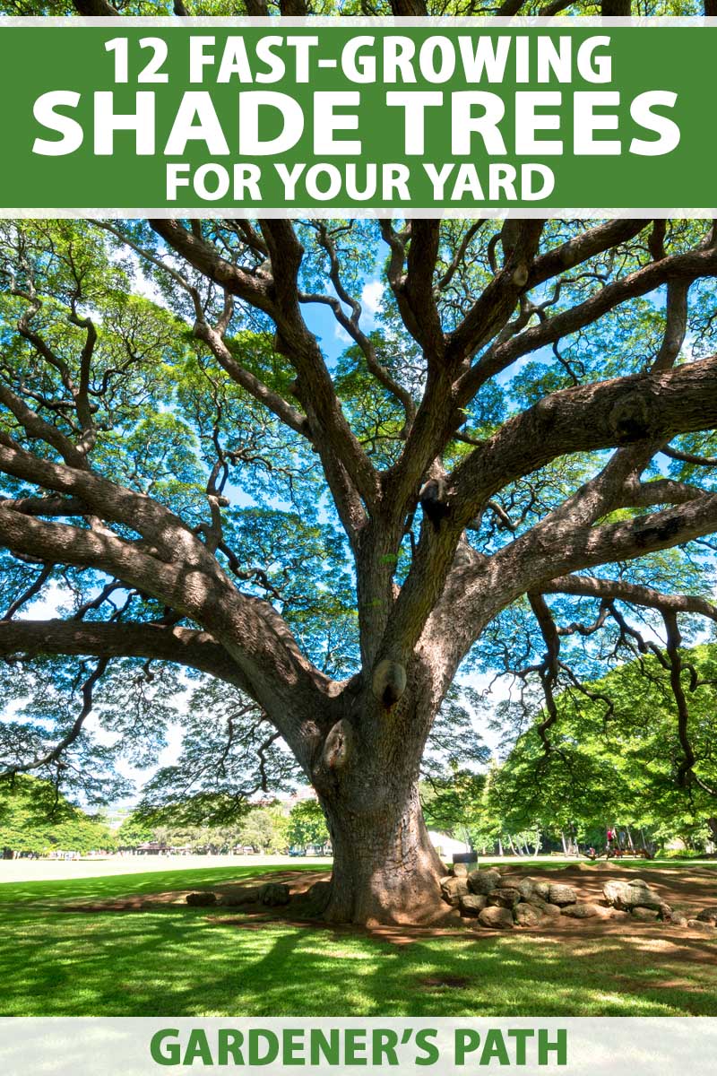 The Best Fast Growing Shade Trees For Your Yard Gardener S Path - Best Trees To Plant For Landscaping