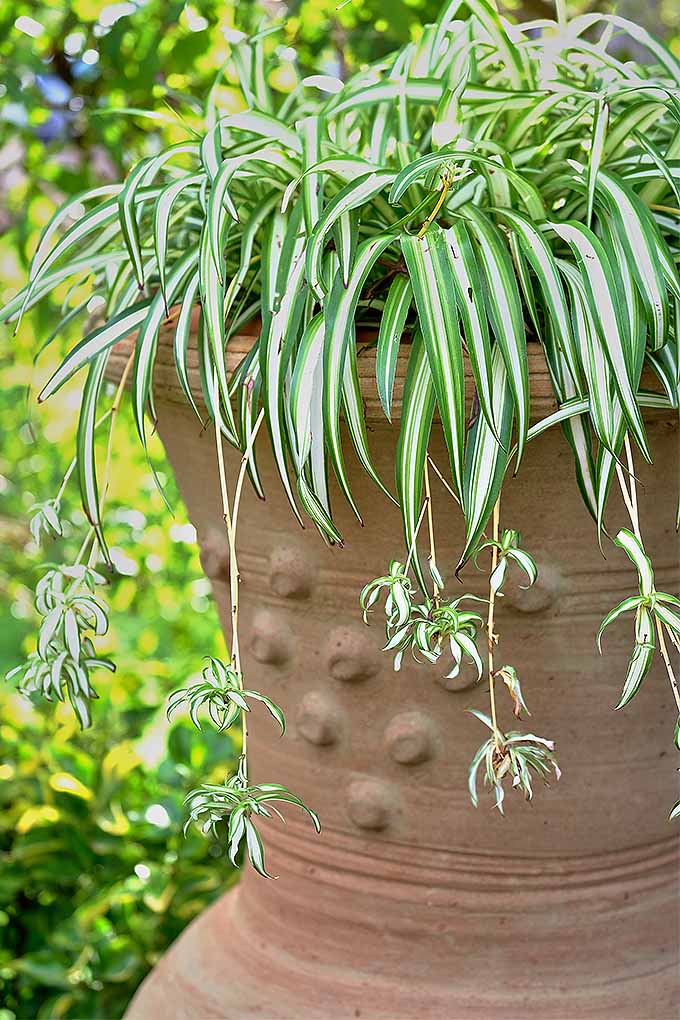 Not exactly a green thumb? These durable houseplants are easy to care for. Start your own urban jungle with these tips: https://gardenerspath.com/how-to/indoor-gardening/houseplant-care-primer/