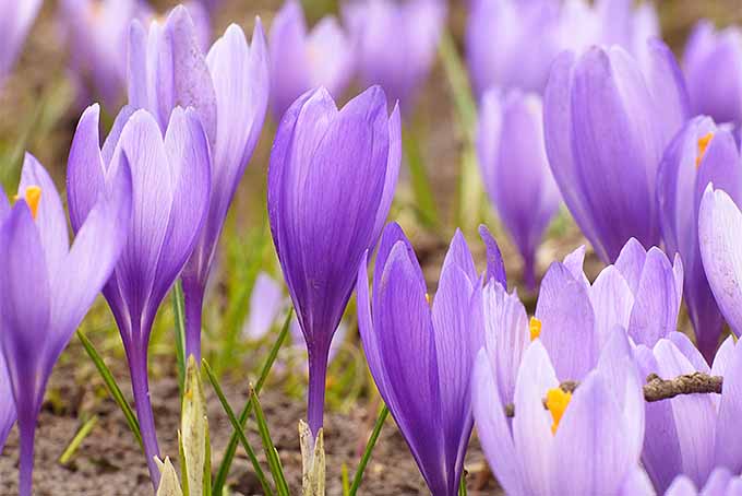 A Sign of Spring and a Taste of Luxury: How to Grow Crocuses | GardenersPath.com