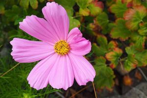 How to Grow and Care For Colorful Cosmos Flowers
