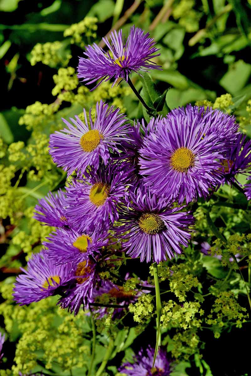 Purple aster flowers in bloom.