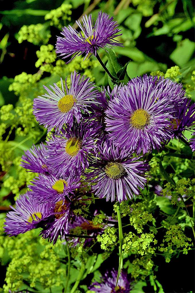 Purple asters provide gorgeous blooms but many novice gardeners haven't a clue as to when to cut them back. We share our knowledge in this handy guide: https://gardenerspath.com/how-to/pruning/fall-spring-perennial-cutbacks/
