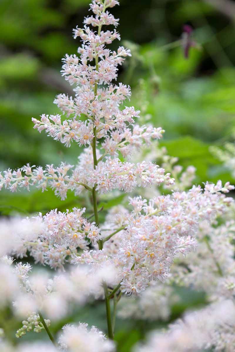 Astilbe plants in bloom with very light, baby pink flower clusters.