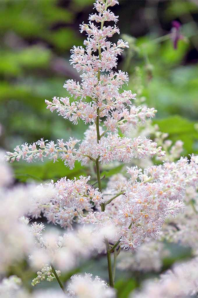 Astilbe is one of many perennials that you may be growing in your garden- but do you know when to cut it back? Check out our guide to perennial pruning now, or Pin It for later: https://gardenerspath.com/how-to/pruning/fall-spring-perennial-cutbacks/