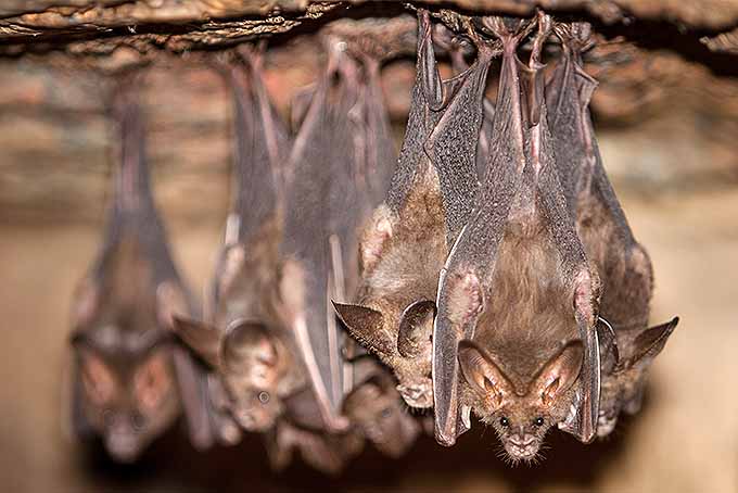 Bats beat bugs in the garden. Learn how to welcome them to your backyard. | GardenersPath.com