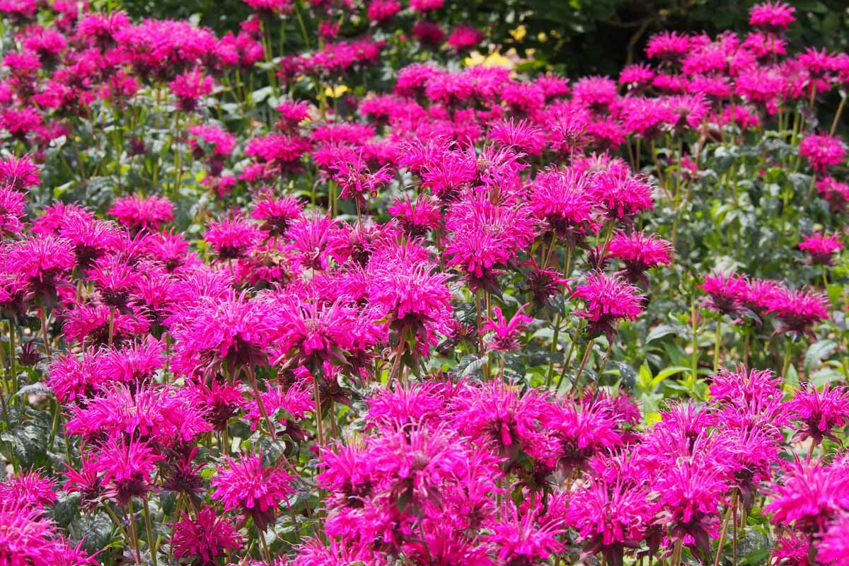 Beebalm with purple blooms growing in a mass planting.
