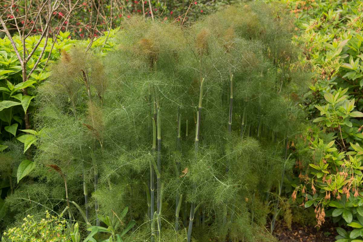 Fern-like bronze fennel plants growing in a cottage garden.