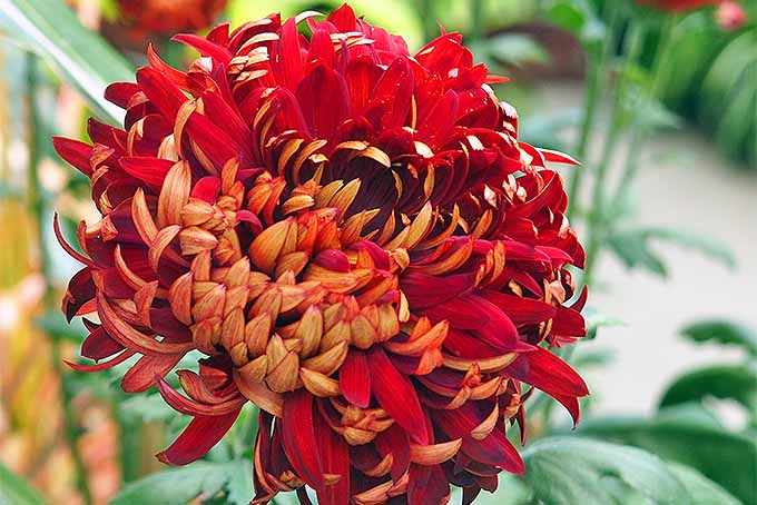 Red chrysanthemum with reflex petals. | GardenersPath.com