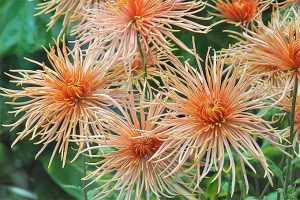 Chrysanthemums – A Late Season Dazzler