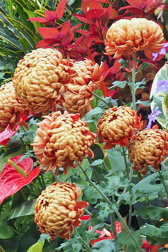 Chrysanthemums are a gorgeous plants with so many different colors and varieties of flowers available. Learn how to grow them in your garden- read more now, or pin it for later: https://gardenerspath.com/plants/flowers/grow-chrysanthemums/