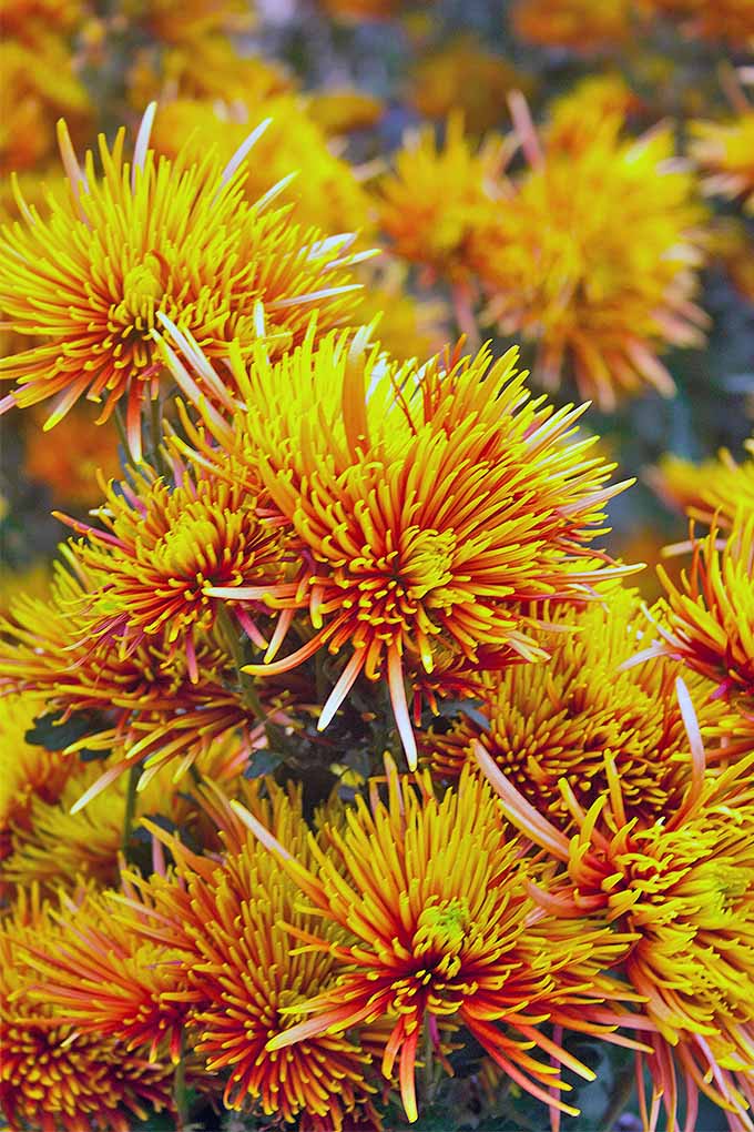 Yellow and orange mums with thistle-type flowers make a gorgeous addition to the garden. We share our growing tips: https://gardenerspath.com/plants/flowers/grow-chrysanthemums/