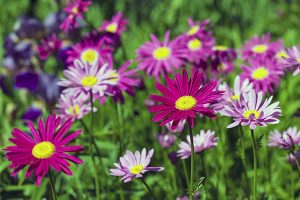 Painted daisy flowers growing in meadow.