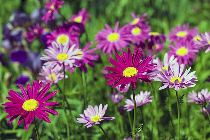Color Your Garden Brightly with Painted Daisy | GardenersPath.com