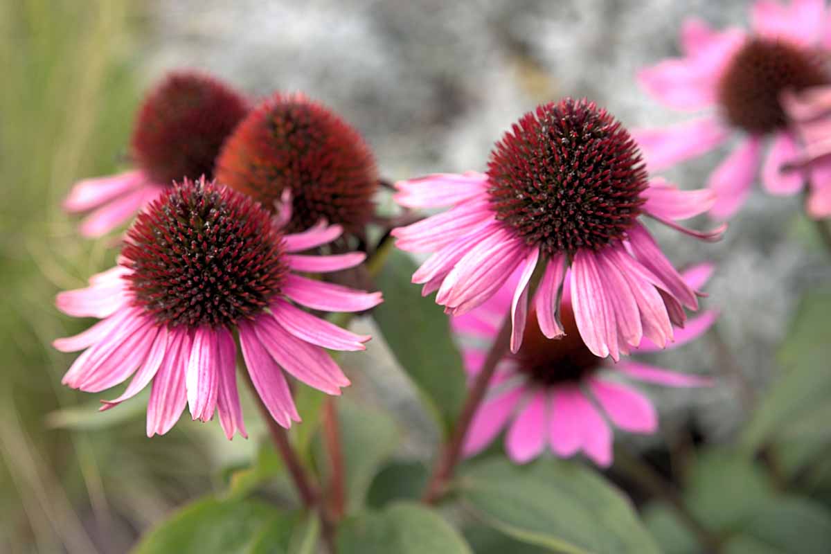 Close up of purple-pink coneflowers in bloom.
