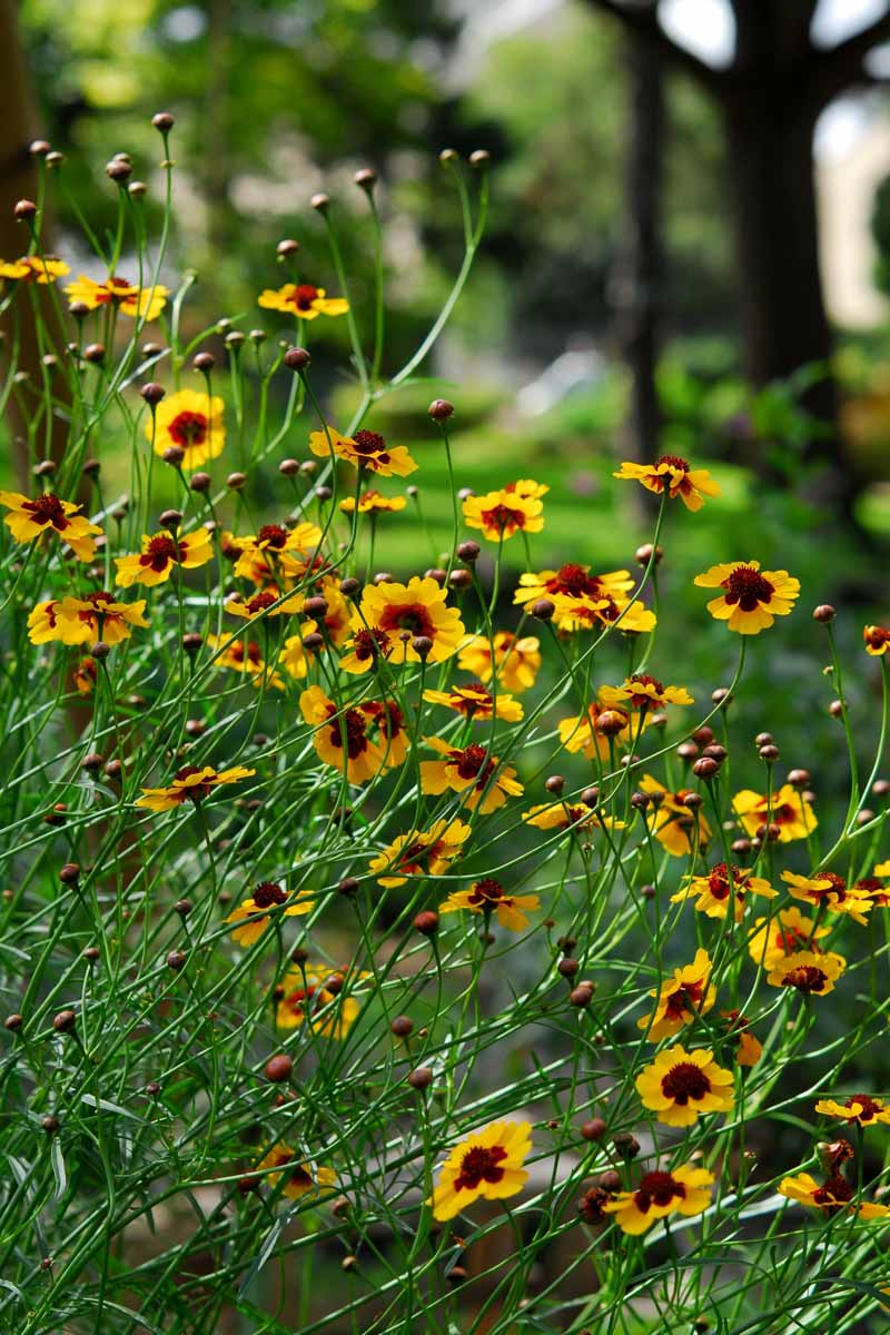 Red and yellow petaled coreopsis flowers in a cottage garden.