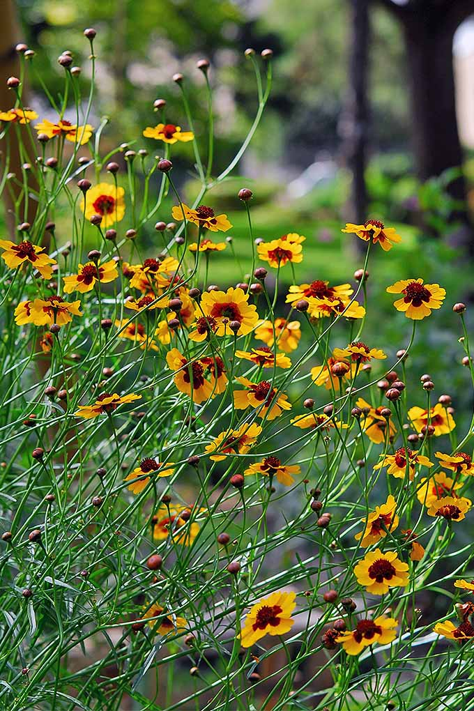 Coreopsis adds a riot of color to the flower beds when it's in bloom. But when should you cut back this perennial favorite? Click to read our guide now: https://gardenerspath.com/how-to/pruning/fall-spring-perennial-cutbacks/