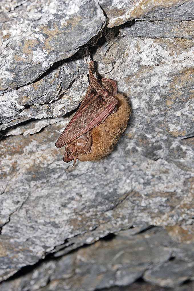 Corynorhinus townsendii, a bat native to the US. Learn to how to protect declining populations and encourage bats to make their home in your garden, with our tips: https://gardenerspath.com/how-to/animals-and-wildlife/welcoming-bats-diy-house/ #bats #bathouse #DIY #gardening