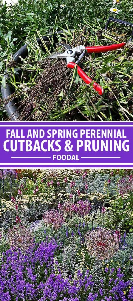 A collage of photos showing different garden perennials and shrubs being pruned.