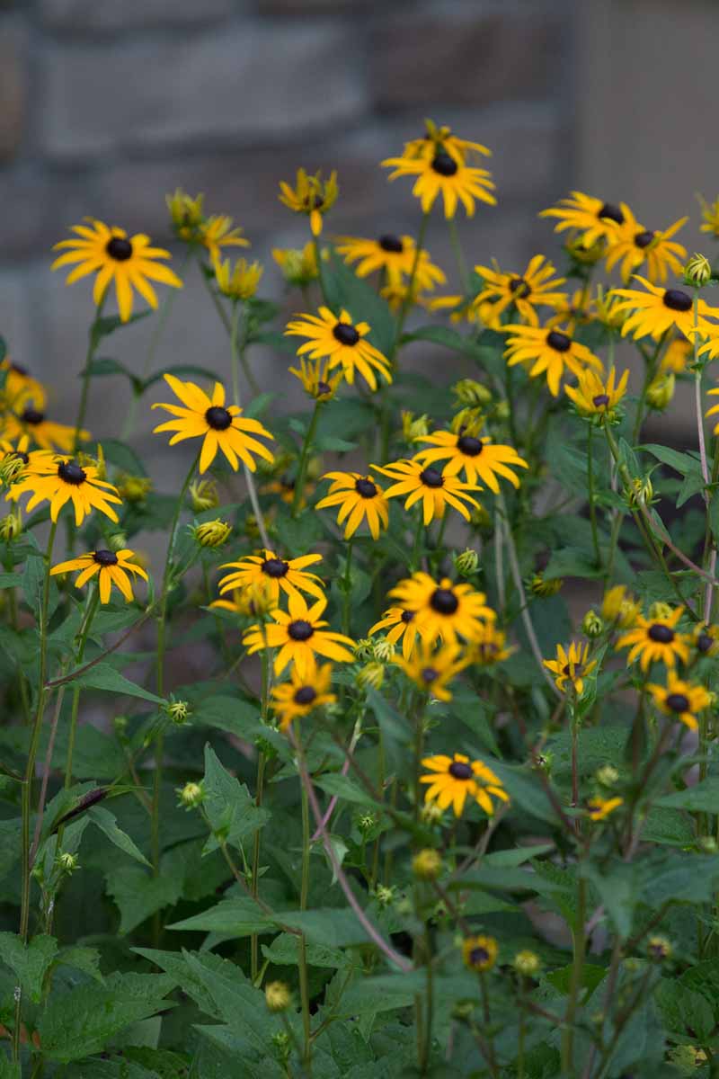 Black eyed Susan flowers  in bloom with yellow, daisy-like flowers.